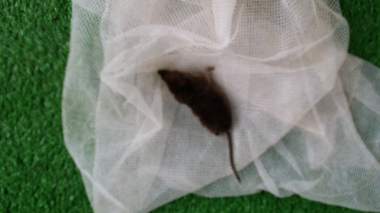 Как котэ на даче отдыхают)