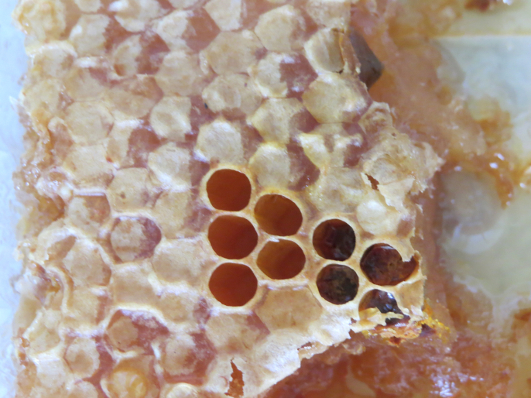 ТН "Как растут овощи" Отчет день 4