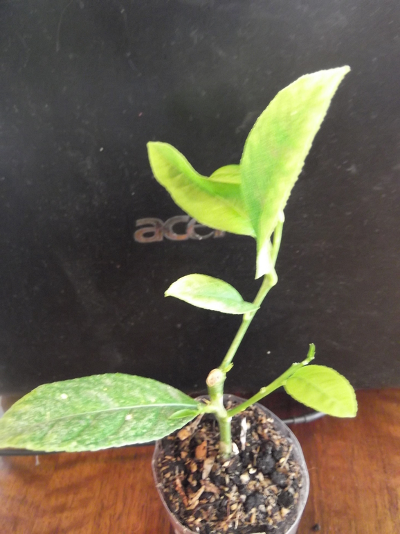 Продам укорененные черенки цитрусовых