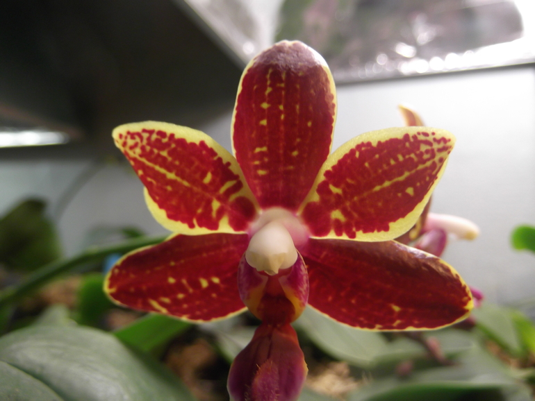 Продам орхидеи