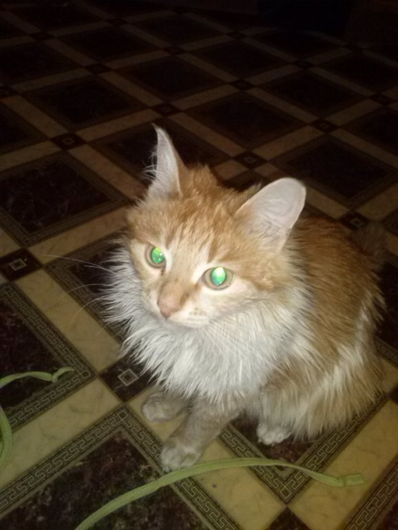 Знакомьтесь! Матильда!