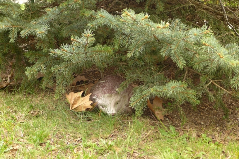 Ялта, Крым. КОК Россия