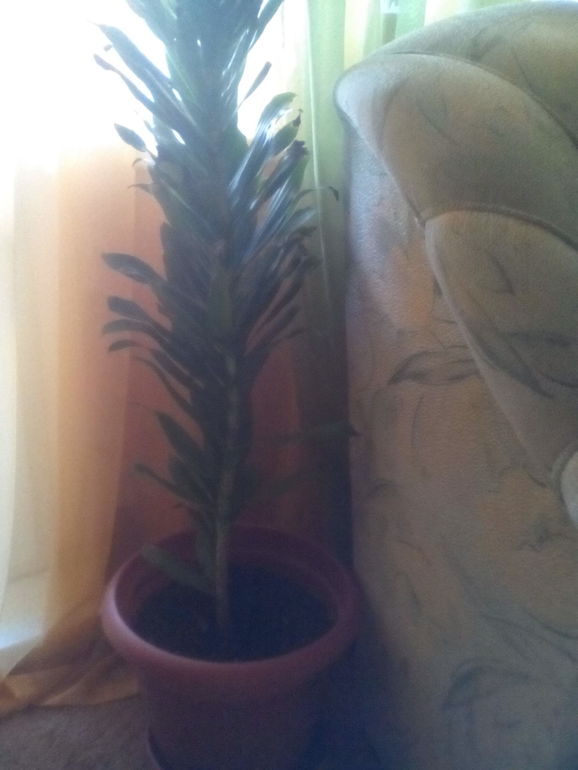 Девочки,помогите распознать цветок!!