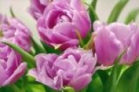 фотообои и цвет стен на кухне посоветуйте...