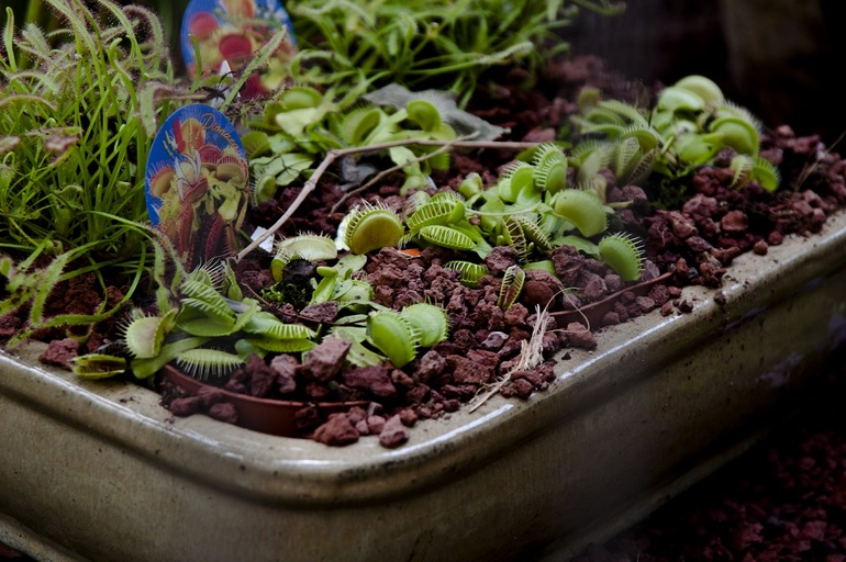 Утопия,парк орхидей в кибуце Бахан.