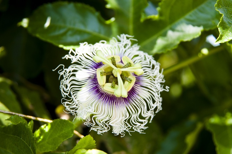 Утопия,парк орхидей в кибуце Бахан.