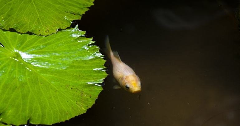 Утопия,парк орхидей в кибуце Бахан.