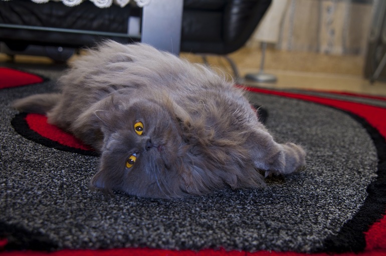 наши любимый четырехлапые члены семьи