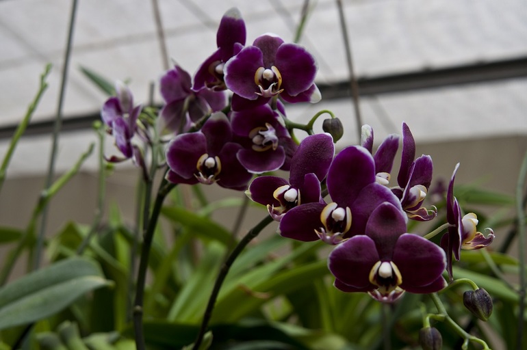 Утопия,парк орхидей в кибуце Бахан.