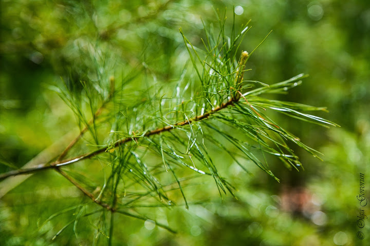 С ветерком по Nova Scotia