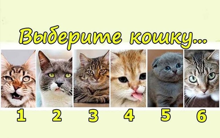 Кошки разных пород для детей. Выбери кота и узнай. Тест кошечки. Тест кошечки. Картинки кошечек.