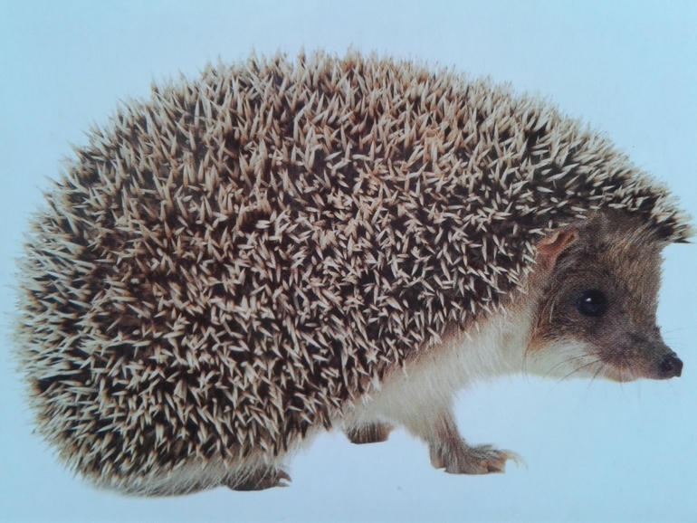 Живой алфавит с крупными буквами