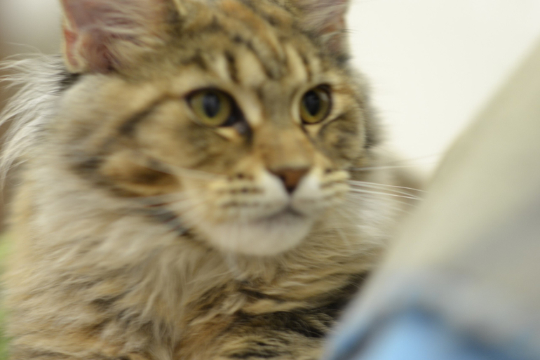 Подрощенные котята мейн-кун, питомник, Санкт-Петербург