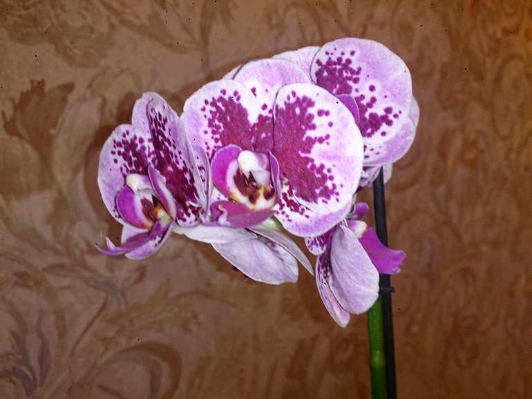 Купила орхидею, хотелось бы Ваше мнение!