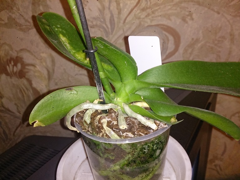 Купила орхидею, хотелось бы Ваше мнение!