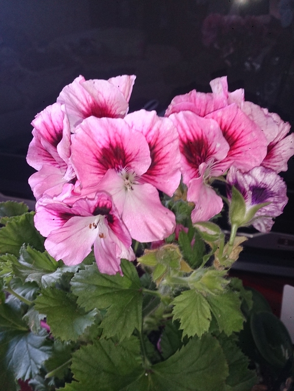 Зацвела и геранька, и гибискус)