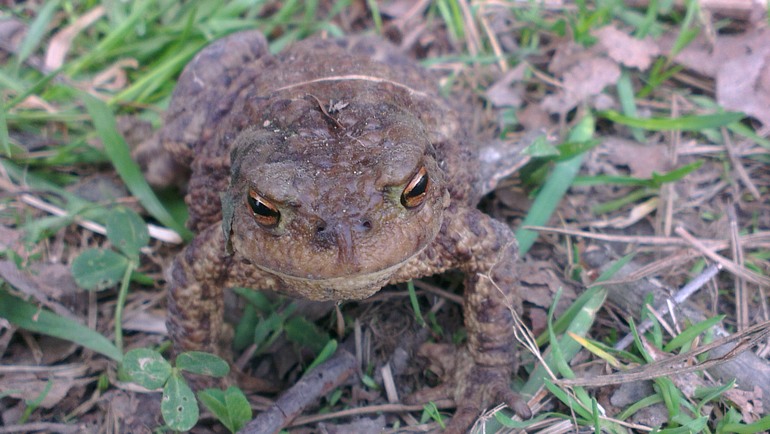 Прогулочка