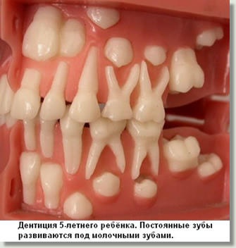 В каком возрасте выпадают молочные зубы у детей схема верхние и нижние