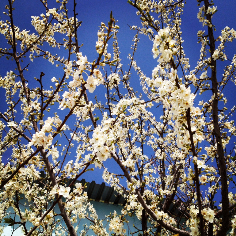 Моя весна...