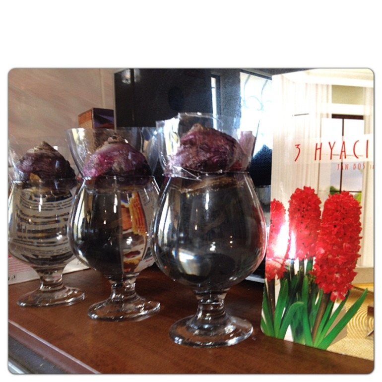 Радостные луковички....