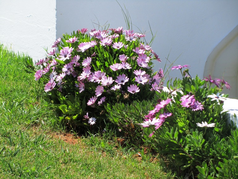 КРИТ. Митсис ЛАГУНА. Фото.