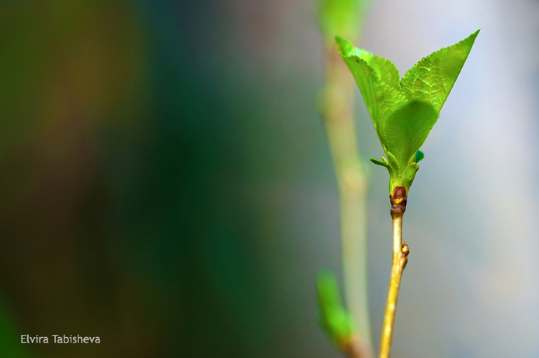 Немного весны :)