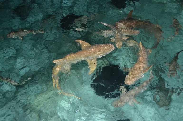 Хороший отель, очаровательное море и скучное питание!