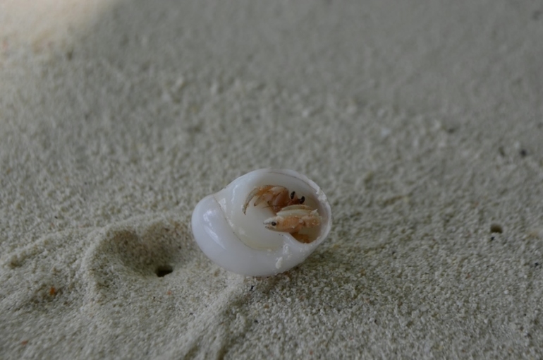 Хороший отель, очаровательное море и скучное питание!