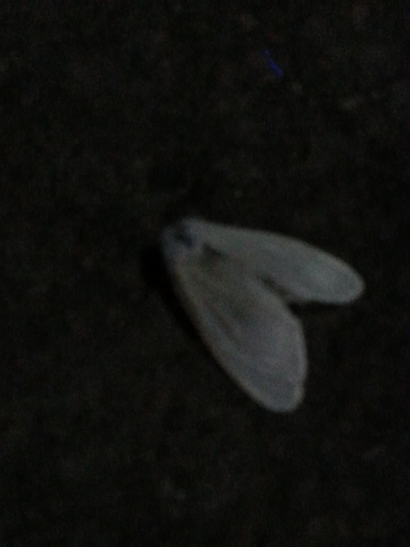 Турляндия 23.05-03.06.2014