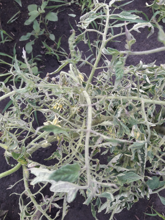Верхушки томатов скручиваются в бараний рог фото