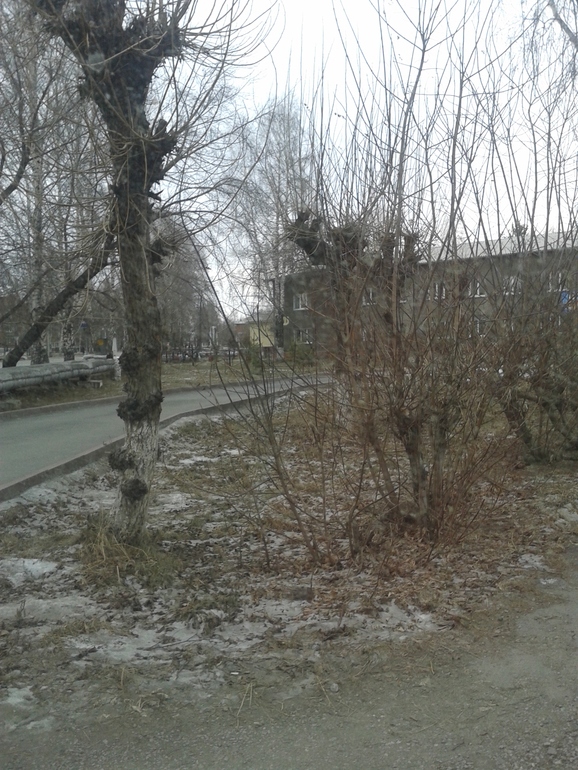 погода в Сибири