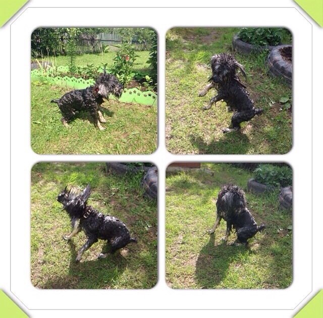 Мои дачники :)