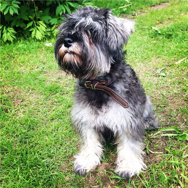 Мои дачники :)