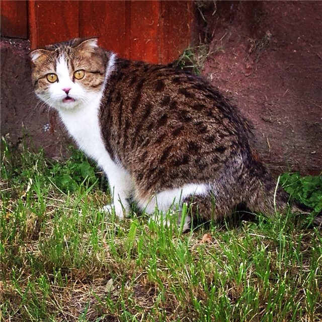 Мои дачники :)