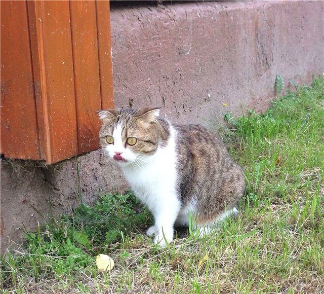 Мои дачники :)