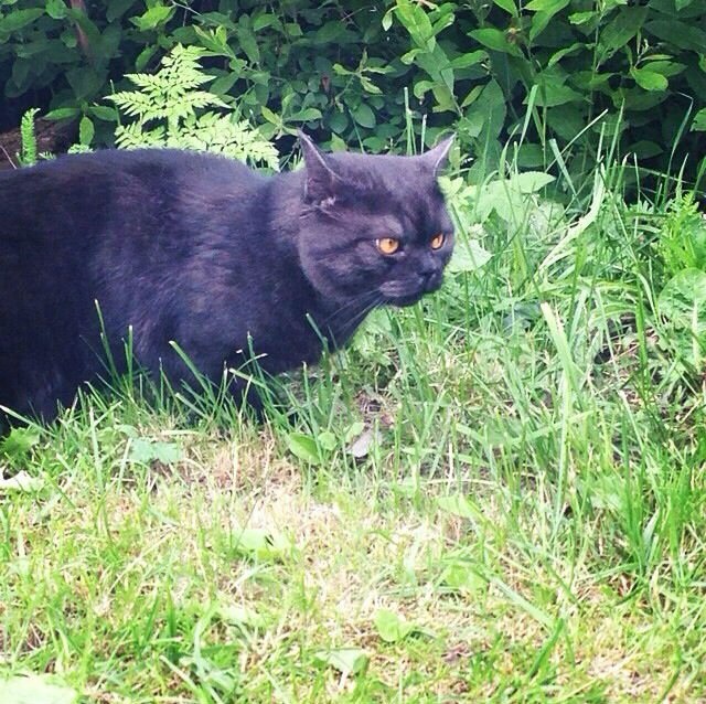 Мои дачники :)