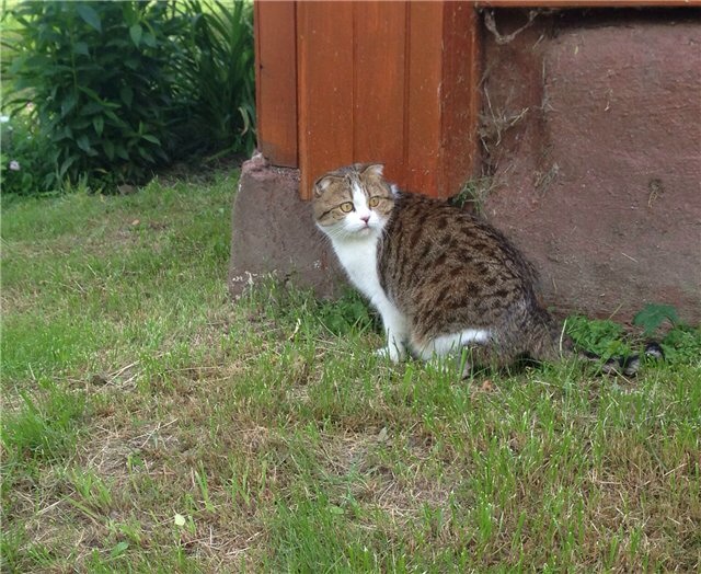 Мои дачники :)