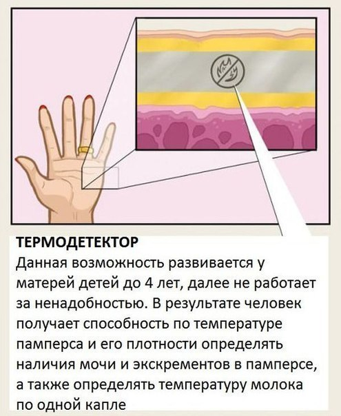 Органы человеческого тела, о которых мы не знали