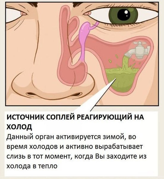 Органы человеческого тела, о которых мы не знали