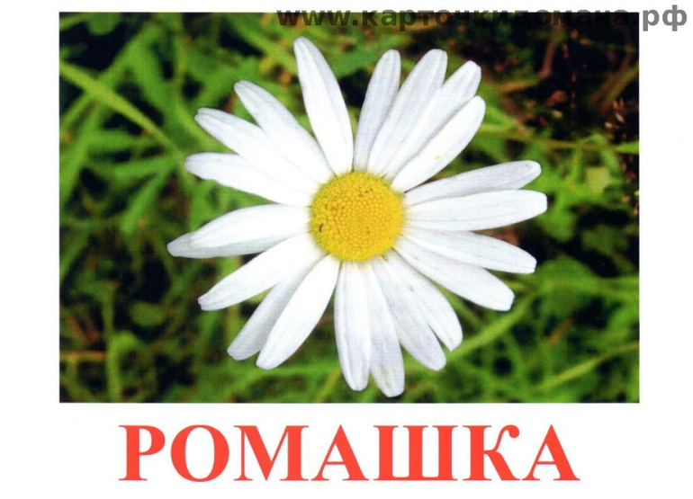 Картинки домана цветы