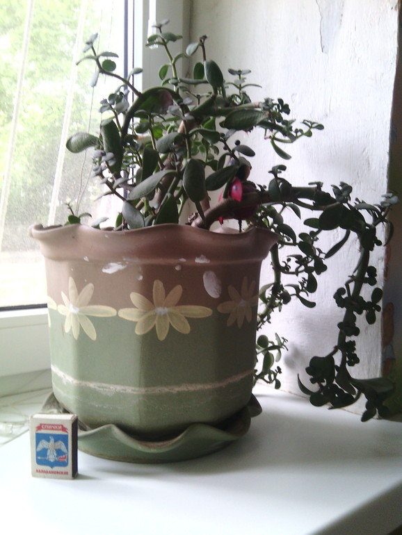 чтр с моим денежным деревом