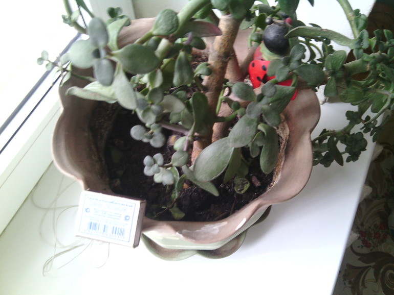 чтр с моим денежным деревом