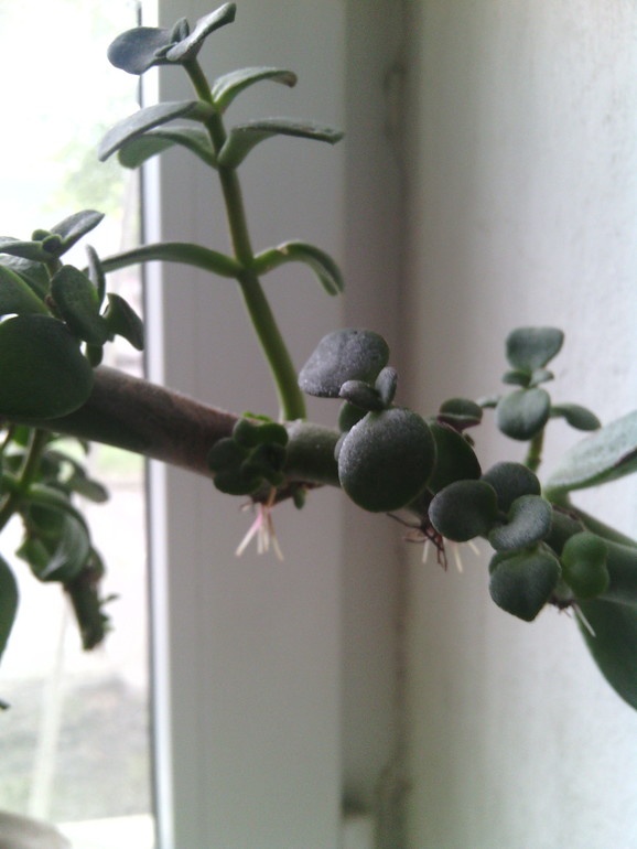 чтр с моим денежным деревом