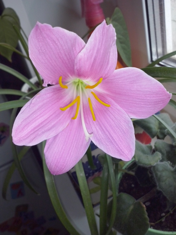 Долгожданная красота зацвела!