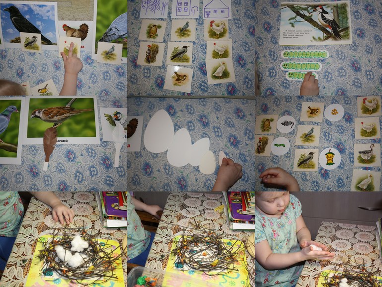 Птицы. 5. Обобщение.