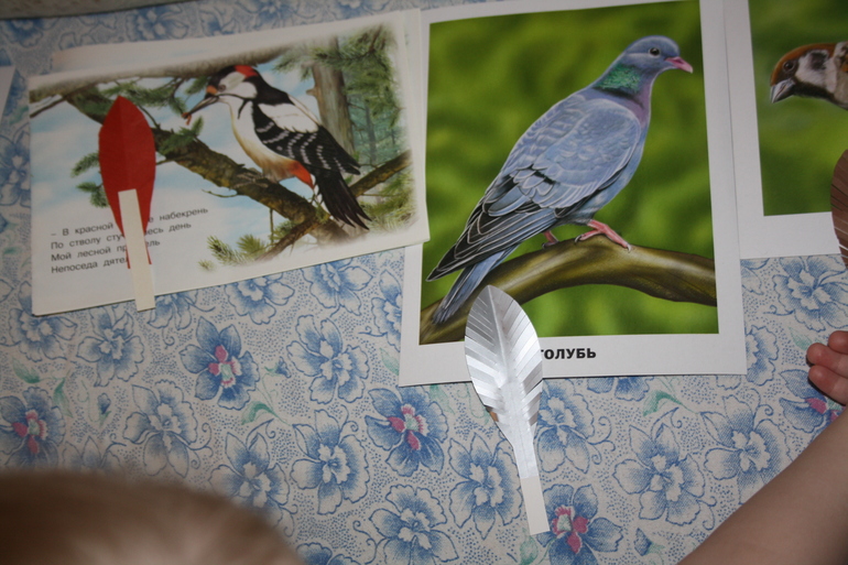 Птицы. 5. Обобщение.