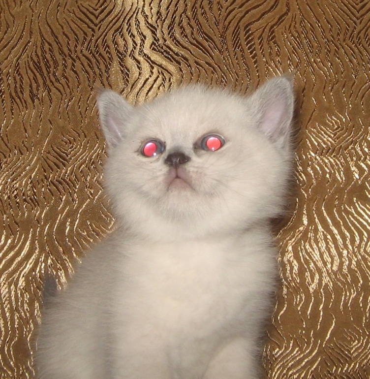 Мини фото сессия, домашняя.