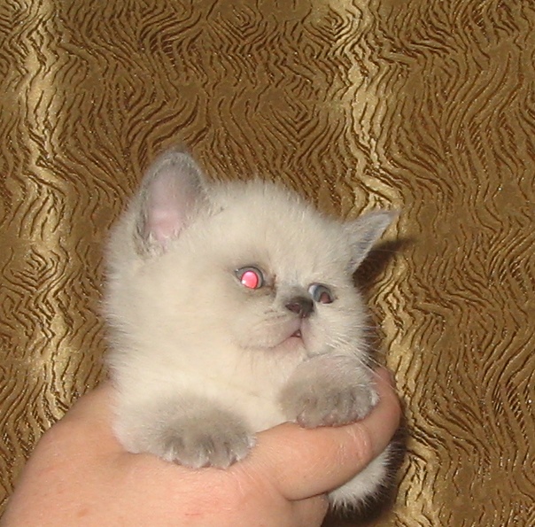 Мини фото сессия, домашняя.