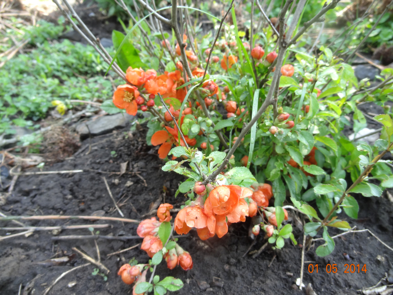 Выходные на даче.