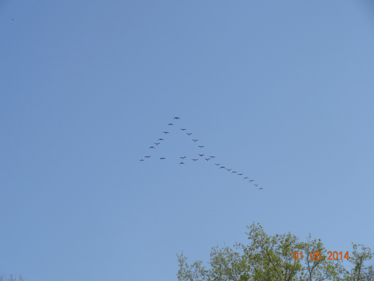 Выходные на даче.